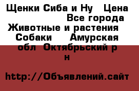 Щенки Сиба и Ну › Цена ­ 35000-85000 - Все города Животные и растения » Собаки   . Амурская обл.,Октябрьский р-н